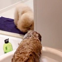 『シャンプーが苦手な犬』をお風呂場で洗っていたら、同居猫と兄犬がそばに来て…まさかの『素敵すぎる光景』に「妹愛がすごい」「さすが」の声