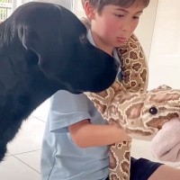 台所のタオルを盗む犬→かわりに『ヘビのおもちゃ』を叱ってみせたら…想定外の『まさかのリアクション』に「困った顔がｗ」「優しい」と反響