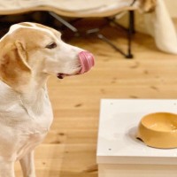 犬の『食器』がヌルヌルするのはなぜ？主な3つの原因や普段からできるヌメリ対策まで