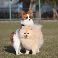 犬が『腰を振ってしまう』５つの原因　起こりうるトラブルから落ち着かせるための対処法まで