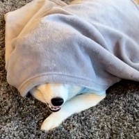 犬に目隠しをしている間におもちゃを隠したら…『必死に探し回る姿』が可愛すぎると17万再生「とっても楽しそう」「待ってるときから可愛い」