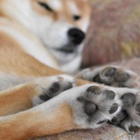 犬の『肉球』にはどんな役割があるの？4つの秘密からお家でできる日常ケアの方法までご紹介