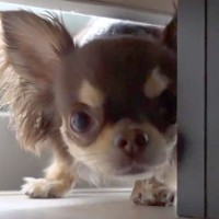 『散歩に行こう』と犬を誘ったら、家具の下へ入ってしまい…小さい子どものような『全力拒否』に反響「よっぽど嫌なんだｗ」「すべてが可愛い」