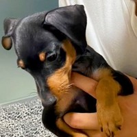 『ミニチュアとは…？』大きくならない小型犬を飼ったつもりが…10ヶ月後→『衝撃的な現在』が13万再生「愛情が大きくしたのかも」と反響
