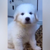 白くてモッフモフな『超大型犬の赤ちゃん』→尊い成長を遂げた『ビフォーアフター』が話題「可愛いが止まりません」と絶賛の声も