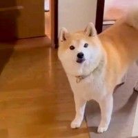 『まだ帰ってきていない』と思っていたお姉ちゃんが家にいたら、犬が…想定外の展開で見せた『尊い反応』が34万再生「表情最高」「可愛すぎる」