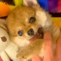 『たぬき顔の赤ちゃん犬』をお迎え→そのまま育つかなと思っていたら…まさかの『別の動物のような成長』に絶賛「可愛すぎ」「癒される」の声