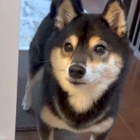 お風呂をのぞきに来た犬→『一緒に入るよ』と伝えた結果…まさかの『コントのような反応』が73万再生「表情がｗｗ」「お風呂キライなの伝わる」
