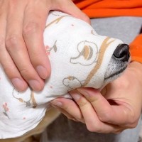 お散歩から帰ってきた犬→タオルで丁寧に体を…愛に溢れている『帰宅後のルーティン』が249万再生「ちゅー可愛すぎ」「まさに相思相愛」と反響