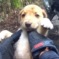 バイクで林を走行中に『捨てられた子犬』を発見…衝撃的な出会いと『まさかの展開』が838万再生「カッコよすぎ」「救ってくれてありがとう」