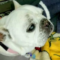 『お母さん。助けて。』肺がんステージ4で余命宣告を受けた犬→恐怖で震え続け…嘘のような『5ヶ月後の光景』が32万再生「愛情の勝利」と反響