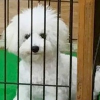 お店で『ケースに入らないほど大きくなった犬』と出会った結果…9年後→思わず泣ける『現在の光景』が54万再生「涙でた」「幸せそうな顔」