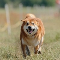 犬が『ヒコーキ耳』をするときの心理5つ　喜んでいるとは限らない？見分けるためのポイントまで