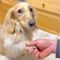 『オテ、オカワリ』を犬にしてもらおうとした結果→『どうしてもやりたくない』と考えた末に…とんでもなく尊い対処法に多くの反響