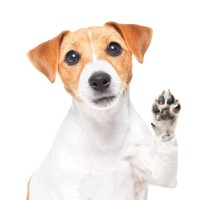 犬が『飼い主を呼んでいる』ときに見せる5つのサイン　考えられる心理状態から正しい応え方まで