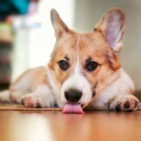 犬が『家の床を舐めている』5つの理由とは　注意すべきポイントから効果的な改善策までご紹介