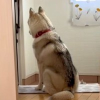 遊びにきた甥っ子と姪っ子が帰ったら、玄関で…大型犬がみせた『泣ける行動』が143万再生「背中がホント寂しそう」「楽しかったんだ」と反響
