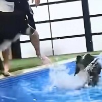 プールで泳いでいる大型犬3匹→1匹が溺れてしまったら、別の犬が…思わず涙が出てしまう『まさかの行動』に反響「素敵な光景」「うるうるした」