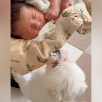 初対面の赤ちゃんを怖がり震えていた犬→だんだん距離が近づいて、現在は…尊すぎる『本当のお姉ちゃんのような光景』に反響「キュンとした」