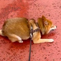 涼しくなったので、犬の散歩を2時間してみた結果→思った以上に嬉しそうで…激しすぎる『喜びの舞』が126万再生「爆笑したｗ」「可愛すぎ」