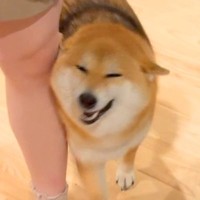 3人のお客さんを家に招待→ドアを開けた次の瞬間…犬による『尊すぎるご挨拶』が50万再生「おしり可愛いｗｗ」「人間いっぱい嬉しいね」と反響