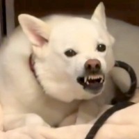 反抗して唸っている犬→『先生に言いつけようかな』と伝えた瞬間…完全に理解してる『まさかの反応』が140万再生「目泳いでるｗ」「表情豊か」