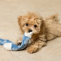 超簡単に作れる！犬の『手作りおもちゃ』3選　愛犬が喜ぶ工夫や安全に遊ぶための注意点まで