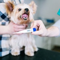犬の『平熱』って何度？体温の計り方から病院へ連れて行くべき症状まで