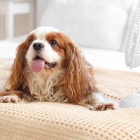 犬が『暑い』と感じる温度は何度？熱中症にさせないために飼い主がすべき対策まで