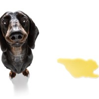 犬が『うれしょん』してしまう心理４選　漏らしてしまう理由や具体的な改善方法まで解説