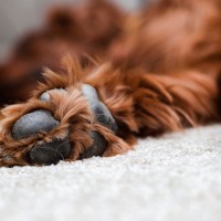 犬の『肉球』にやってはいけない絶対NG行為5選　間違ったケア方法でトラブルを引き起こすことも…