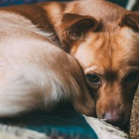 犬がプルプル震えてしまう４つの理由　原因を見極めるポイントから病気の可能性まで