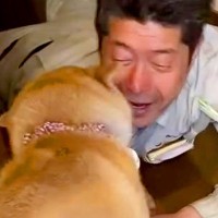 出張を終えたお父さん→犬に内緒で帰宅した結果…泣けるほど愛おしい『サプライズの大歓迎』が32万再生「尻尾が最高すぎる」「みんな可愛い」