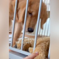 ぬいぐるみと手をつないでいたら、大型犬が寄ってきて…嫉妬で見せた『まさかの行動』が68万再生「人間味ありすぎ」「大好きなんだね」と反響