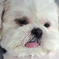 ドライブだと思って出かけた犬→行き先が動物病院で…想像以上に『ふてくされる光景』が181万表示「完全に諦めてて草」「可愛すぎｗｗ」と爆笑