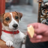 犬が吠えておねだりしてくる心理3つ　しつこい要求への対処法はある？