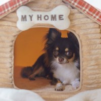 犬を『リラックス』させる環境づくりのコツ4つ　快適に過ごせる理由から改善すべきNG環境まで