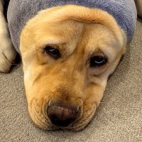 お風呂の後に『バスローブ』を着た大型犬→思っているのと違う『可愛すぎる着方』に2万4000いいね集まる「可愛いｗｗ」「男前アザラシ」