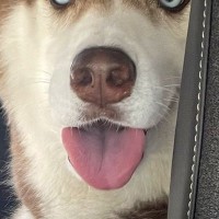 『車でお出かけできる』とウキウキのシベリアンハスキー→行き先が『動物病院』と気付いた瞬間…人間のような表情が10万表示「わかりやすｗ」