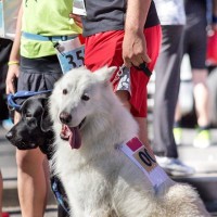 犬と楽しくできる『ドッグスポーツ』4選　運動しながら絆が深まる？おすすめの競技をご紹介