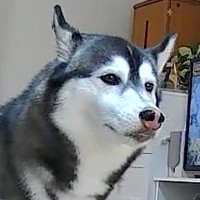 カメラで部屋を覗いたら、留守番中の大型犬が…絶望的すぎる『衝撃の瞬間』に6万いいね集まる「あかーーん！ｗｗ」「覚悟決めた顔で草」と爆笑