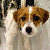 爪切りするため、子犬を宙づりにした結果→『大笑いしてごめん…』あまりにもシュールな光景が140万表示「笑ったｗ」「うちもやります」と反響