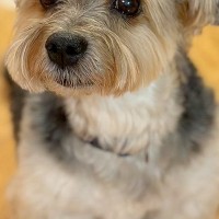 『かわいい〜！まだ赤ちゃんですか？』と言われた犬→実は12歳を超えている『若々しい姿』に1万いいね「確かに赤ちゃん」「なんてお若いの」