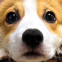 生後3ヵ月のコーギー犬→『成長で耳が立った』と思ったら…予想外の『愛おしすぎる光景』に3万いいね集まる「可愛い」「垂れ耳も最高」と絶賛