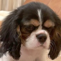 喧嘩のしすぎで雷を落とされた2匹の犬…まるで『人間の子どものような反応』に1万いいね集まる「納得いってなくて草」「反省してないｗ」と爆笑