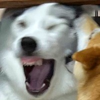 ハスキー犬が『先輩犬たちを敵に回した』結果…まさに四面楚歌？絶体絶命すぎる光景が80万表示「体は一番大きいのにｗ」「歯茎がｗｗ」と爆笑