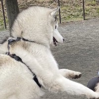 距離感がバグっているハスキー犬が『他の大型犬に絡んだ』結果…思った以上に『ドン引きされている光景』に18万いいね「陽キャすぎるｗ」と絶賛