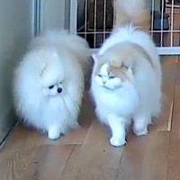 部屋に設置したカメラを覗いた結果→犬と猫が一緒に…種族を超えた『尊すぎる光景』に9万いいねの反響「天国みたい」「キュン死案件」と悶絶