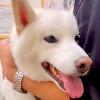 病院で緊張している犬→診察台に乗せられ、注射を打たれた瞬間に…わかりやすすぎる『表情の変わり方』が話題「気持ちわかるｗ」「頑張ったね」
