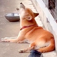 『夕焼け小焼け』が鳴り始めると、犬が合わせて歌い始めて…想像と違いすぎる『まさかの声』に反響「酒焼け声で笑った」「歌声たまらないｗ」